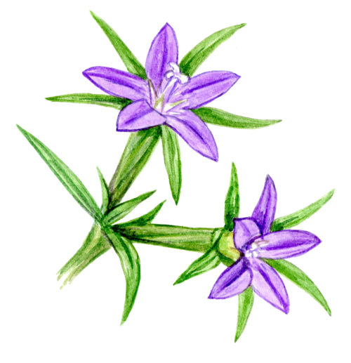 М. Сергеева. Путеводитель по флоре Средиземноморья.