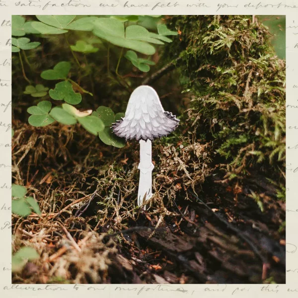 Чернильный гриб-03 Брошка "Чернильный гриб"